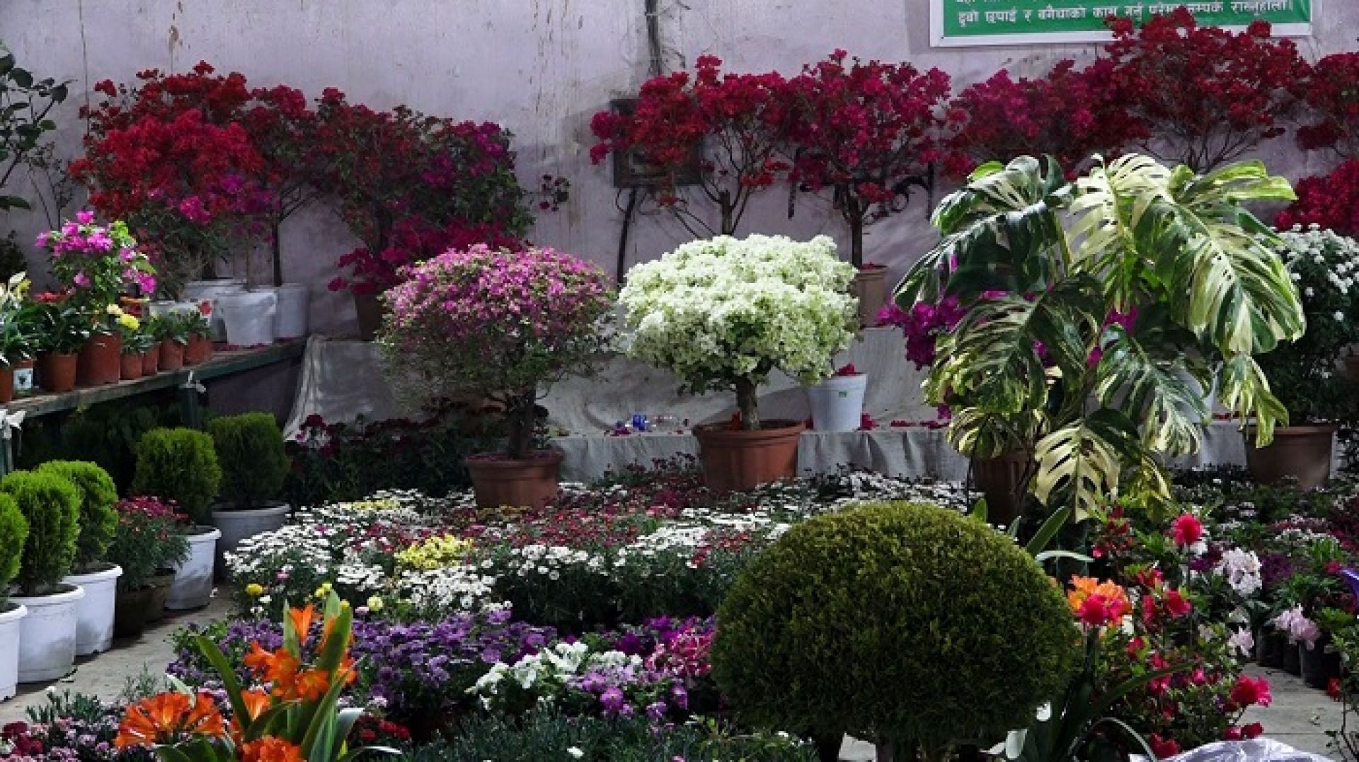 नीतिगत उपेक्षामा पुष्प व्यवसायः आत्मनिर्भर बन्ने बाटोमा सरकारी तगारो, धराशायी बन्दै लगानी  